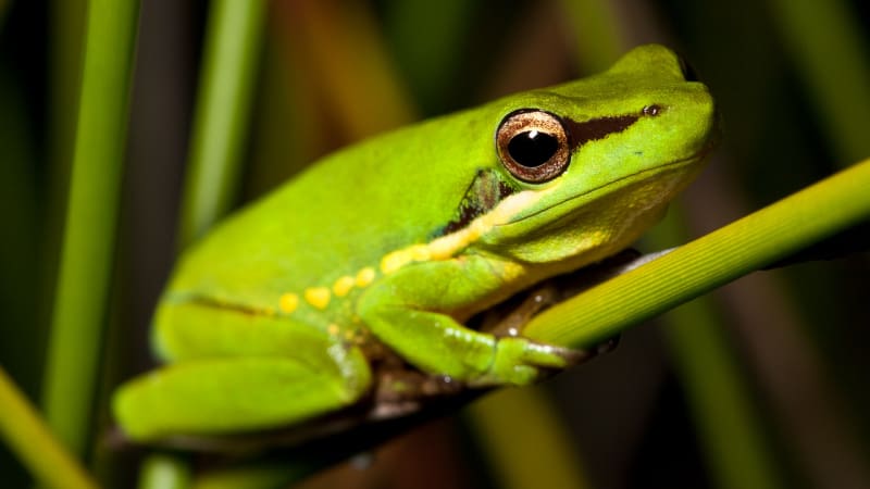 Wallum Sedge Frog close-up